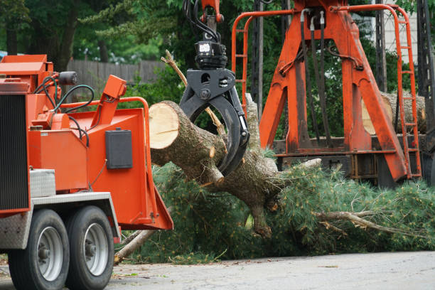 Best Lawn Dethatching  in USA